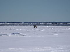 07A We Spot A Polar Bear Who Runs Away From Us On Day 4 Of Floe Edge Adventure Nunavut Canada